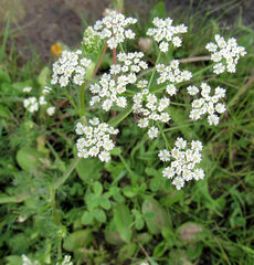 Perideridia bolanderi