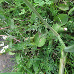 Perideridia bolanderi