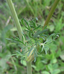 Perideridia bolanderi