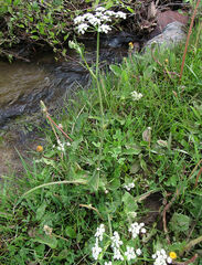 Perideridia bolanderi