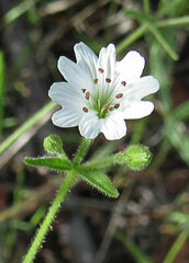 Pseudostellaria jamesiana