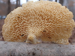 Neofavolus americanus