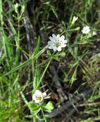 Pseudostellaria jamesiana