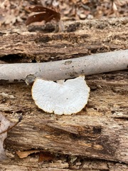 Neofavolus americanus