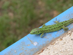 Lacerta agilis exigua