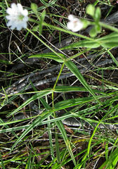 Pseudostellaria jamesiana