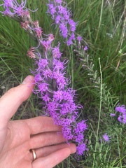Liatris punctata mucronata
