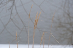 Calamagrostis epigejos
