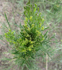 Descurainia pinnata