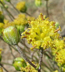 Hymenopappus filifolius