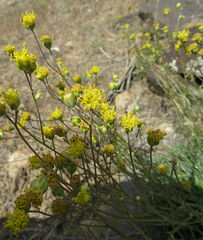 Hymenopappus filifolius