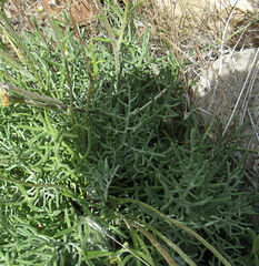 Hymenopappus filifolius