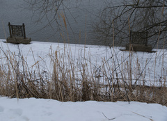 Calamagrostis epigejos