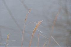 Calamagrostis epigejos