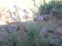 Jamesbrittenia pinnatifida