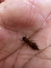 Leptophlebia