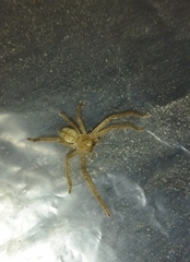 Olios sericeus