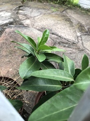 Stephanotis floribunda