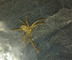 Olios sericeus