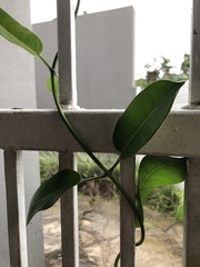 Stephanotis floribunda