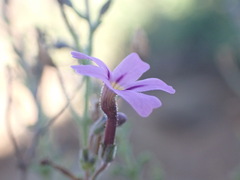 Jamesbrittenia pinnatifida
