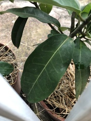Stephanotis floribunda