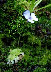 Pinguicula rotundiflora