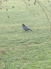 Corvus corone