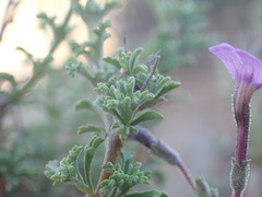 Jamesbrittenia pinnatifida