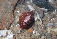 Pseudopusula californiana