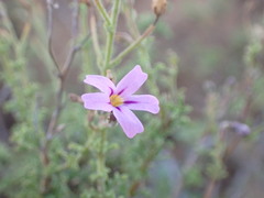 Jamesbrittenia pinnatifida