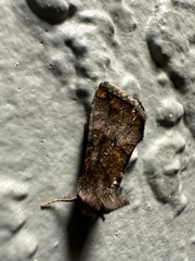 Argyrogramma verruca