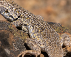 Liolaemus nigromaculatus