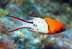 Bodianus anthioides