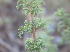 Jamesbrittenia pinnatifida