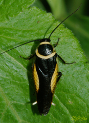 Hemithyrsocera vittata