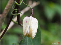 Clematis henryi