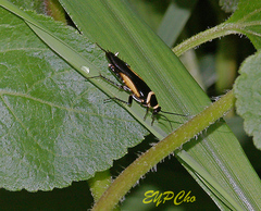 Hemithyrsocera vittata
