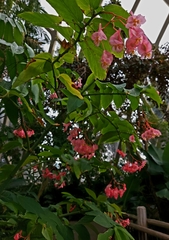 Begonia coccinea