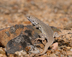 Liolaemus nigromaculatus