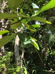 Alstonia costata