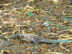 Cnemidophorus murinus