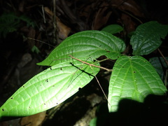 Ocnophiloidea regularis