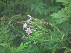 Microbotryum dianthorum