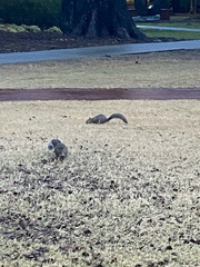 Sciurus carolinensis