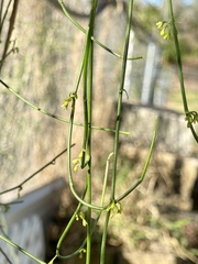 Orthosia scoparia