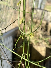 Orthosia scoparia