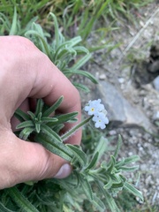 Cryptantha pterocarya