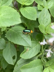 Cacoscelis marginata