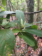 Atractocarpus mollis